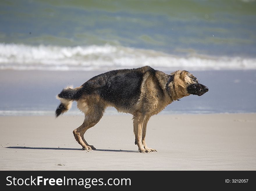 Dog german shepherd play on the beach. Dog german shepherd play on the beach