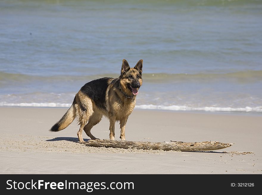 Dog german shepherd play on the beach. Dog german shepherd play on the beach