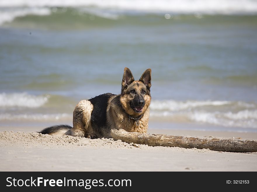 Dog german shepherd play on the beach. Dog german shepherd play on the beach