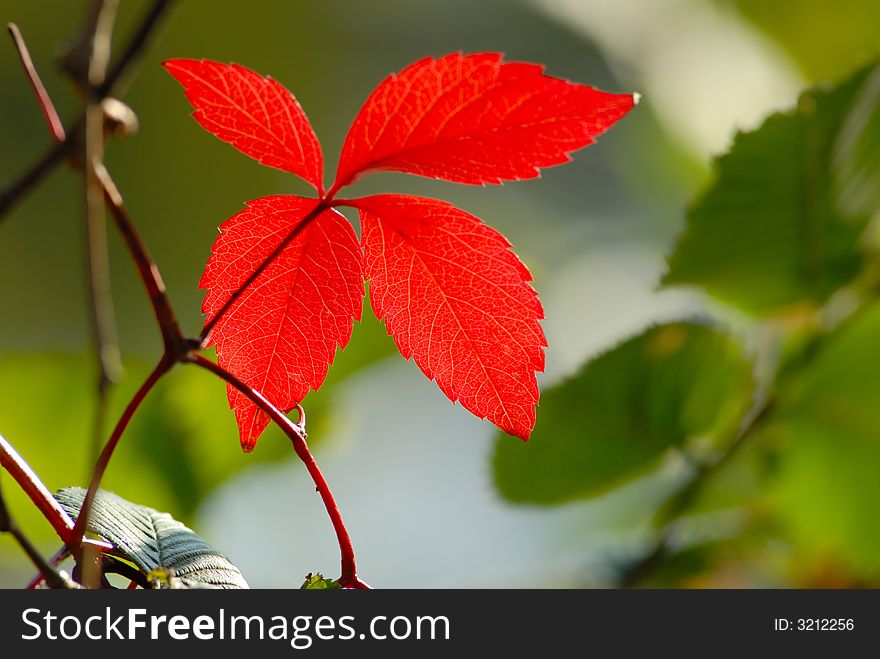 Red color leaves of  wild grapes covered by  sun. Red color leaves of  wild grapes covered by  sun