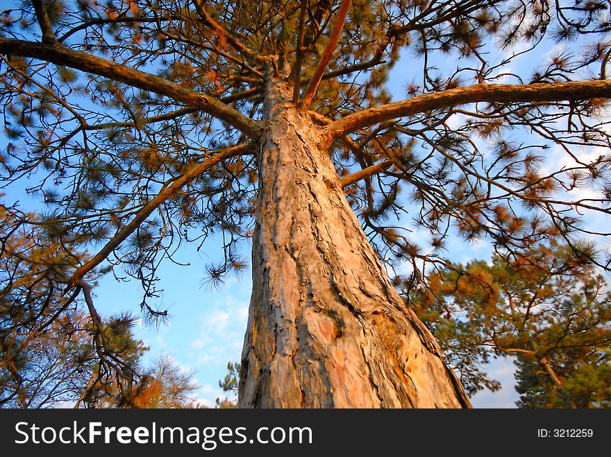 Trunk of pine wood covered by evening light, close up. Trunk of pine wood covered by evening light, close up