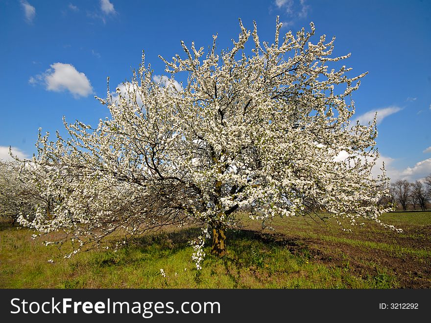 Tree covered with white colors plums in garden, early spring