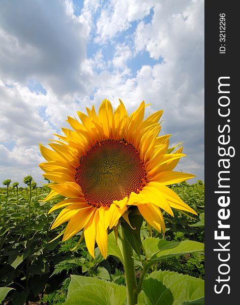 Sunflower on  background of  green field and sky blue