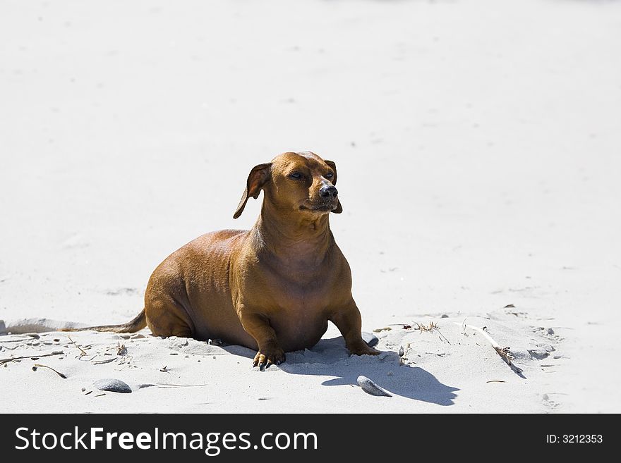 Dachshund play on the beach in Poland. Dachshund play on the beach in Poland