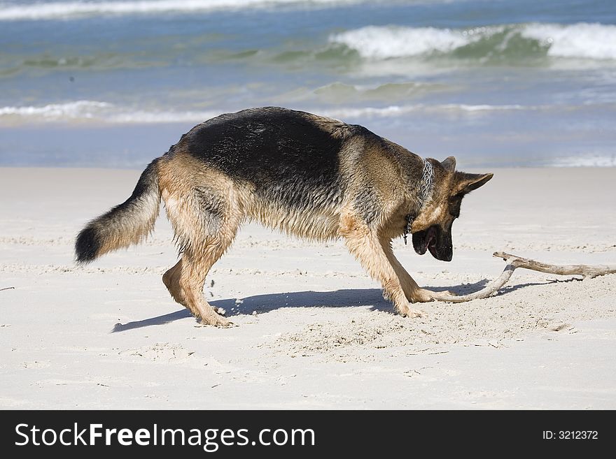 Dog german shepherd play on the beach. Dog german shepherd play on the beach