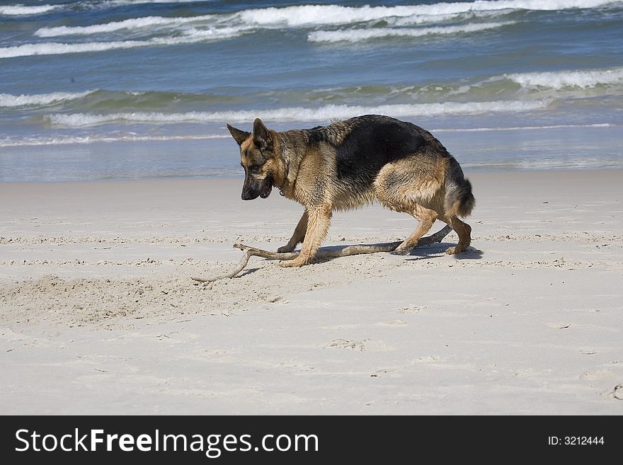 Dog german shepherd play on the beach. Dog german shepherd play on the beach