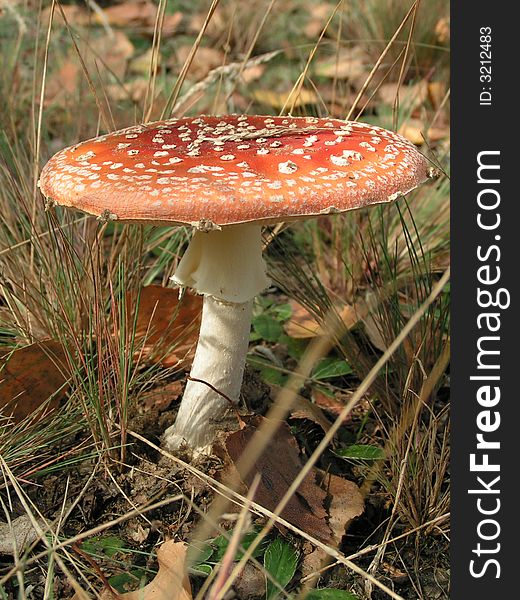 Poisonous mushroom in forest in sun. Poisonous mushroom in forest in sun