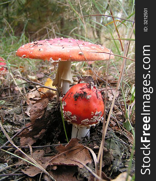 Two mushrooms in forest in sun