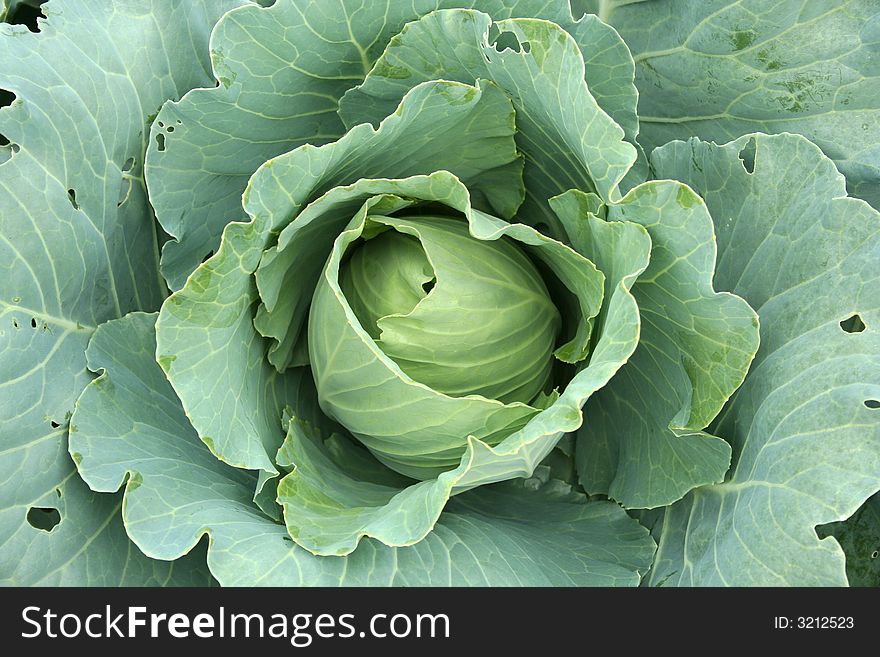 Cabbage close-up