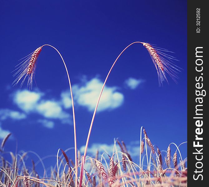 Wheaten ear on a background of a field