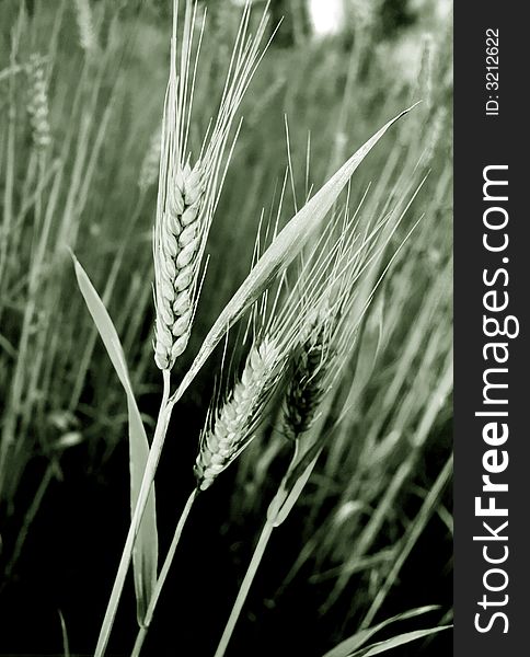 Wheaten ear on a background of a field