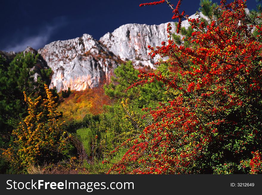Red berries on a background of mountains. Red berries on a background of mountains