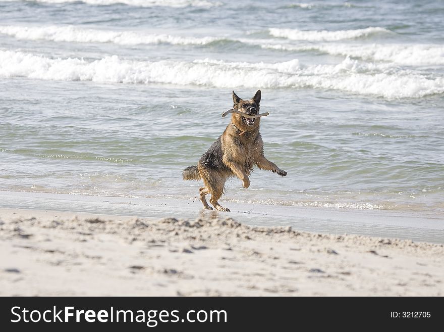 Dog german shepherd play on the beach. Dog german shepherd play on the beach