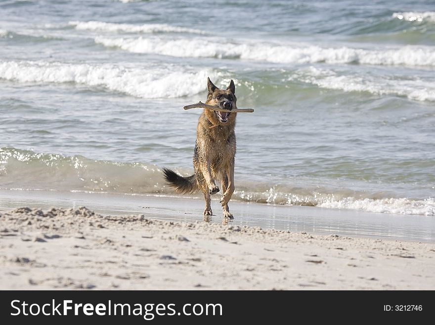 Dog german shepherd play on the beach. Dog german shepherd play on the beach