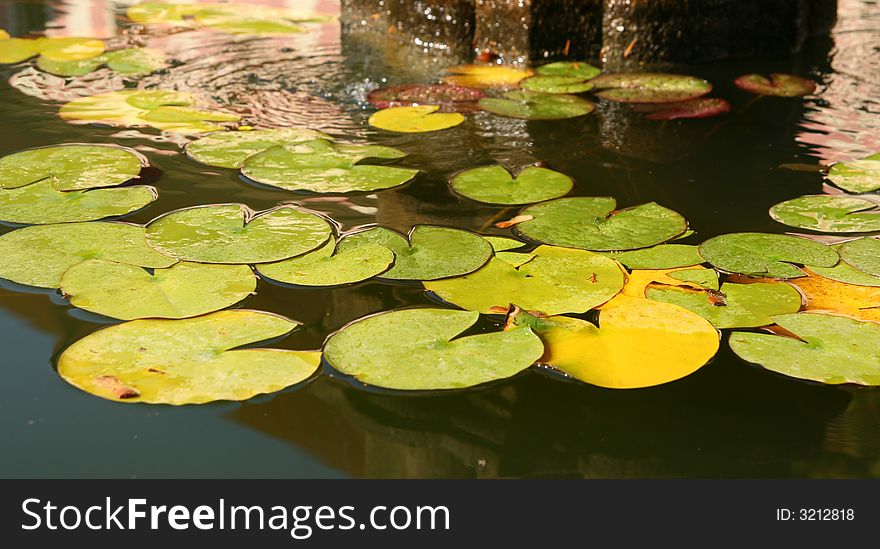 A beautiful waterlily in a fountain. A beautiful waterlily in a fountain