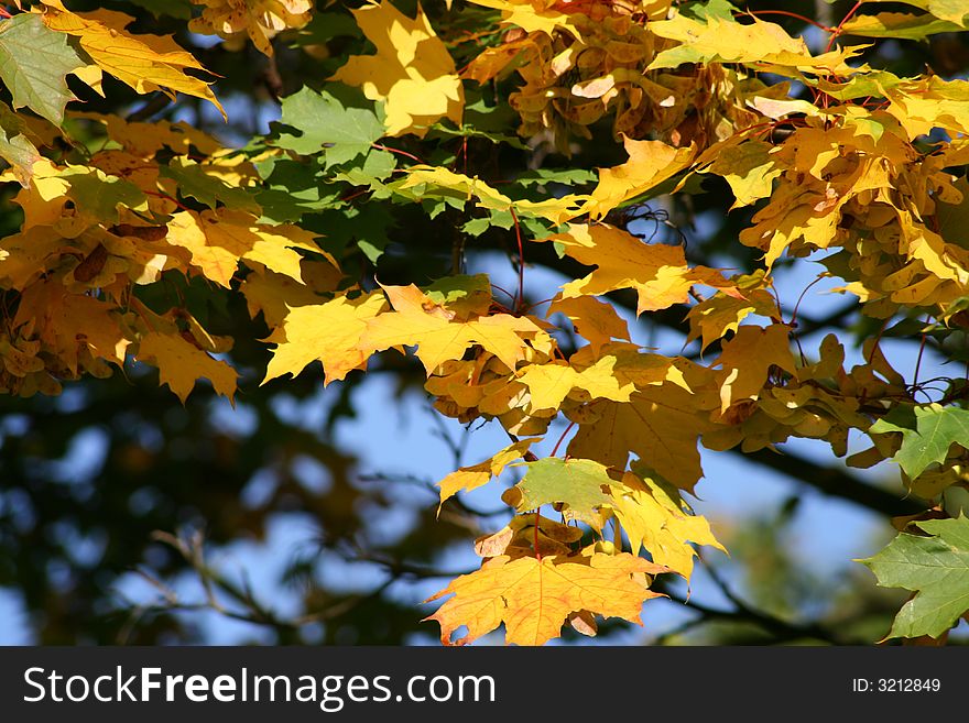 Green yellow red leaves on a tree. Green yellow red leaves on a tree