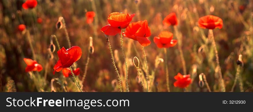 Red poppies on a background of a field