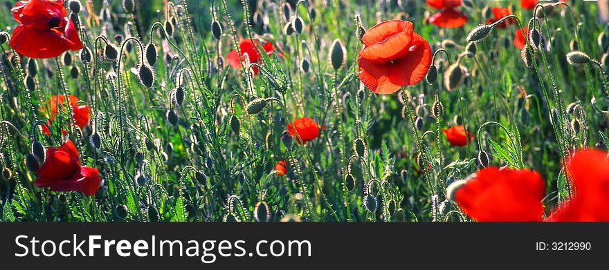 Red poppies on a background of a field