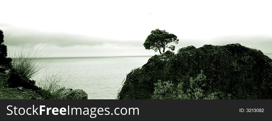 Lonely tree on a background of the sea