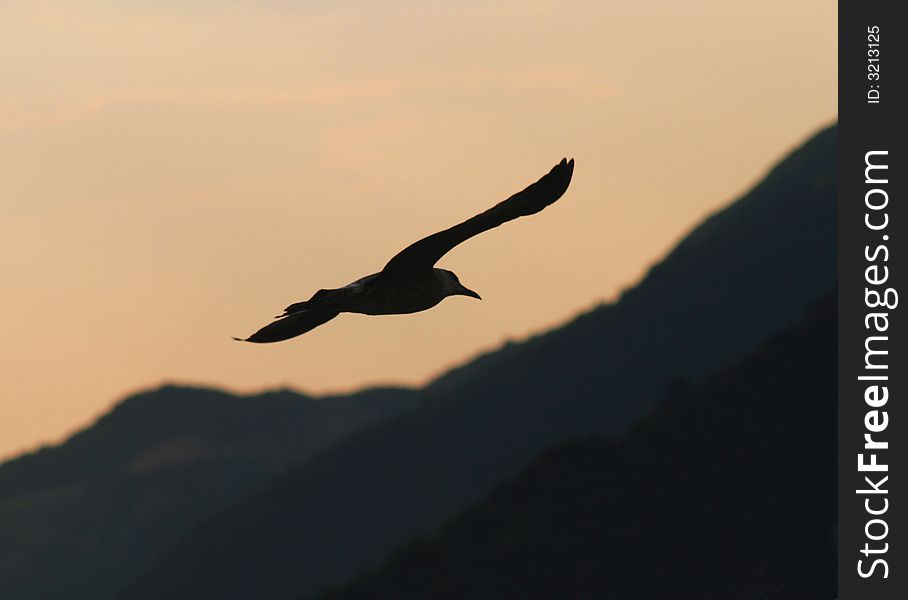 Flying seagull over sunset and mountain. Flying seagull over sunset and mountain
