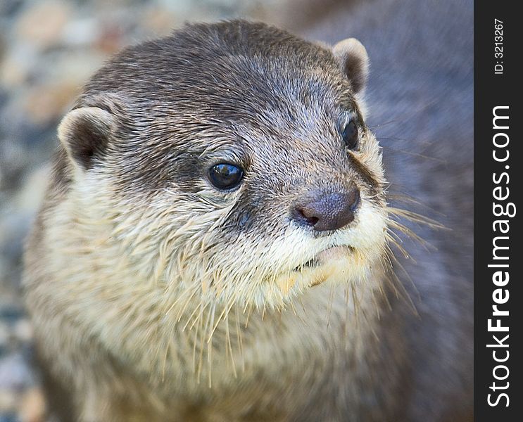 Portrait of nice dwarf otter. Portrait of nice dwarf otter