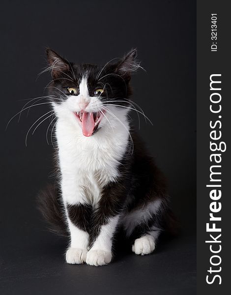 Yawning black-white kitten on black backgronund