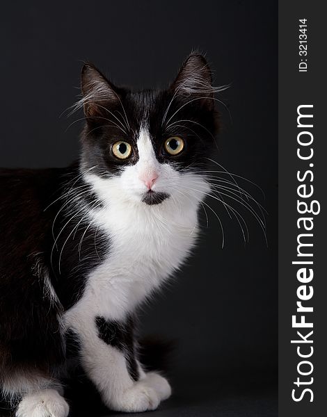 Standing black-white kitten on black background
