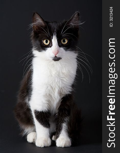 Standing black-white kitten on black background