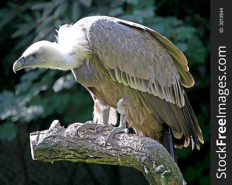 Eurasian Griffon on the branch. Eurasian Griffon on the branch