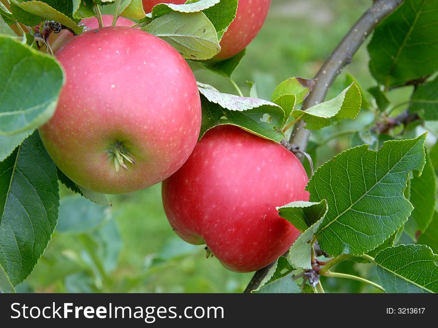 Two fresh apples on the tree in my garden