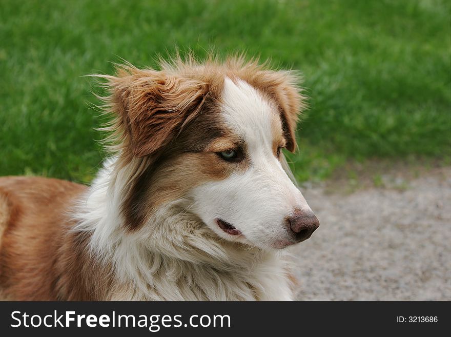 Face of a Blue Merle white and brown sheepdog. Face of a Blue Merle white and brown sheepdog.