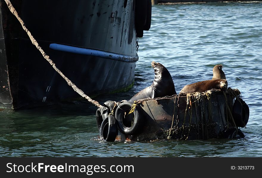 Sea lions resting in Monterey California