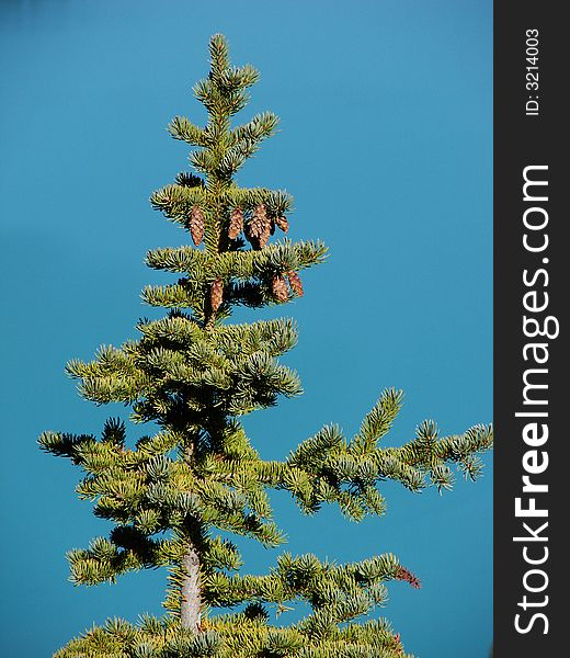 Pine Tree with pine cones in front of turquoise background. Pine Tree with pine cones in front of turquoise background.