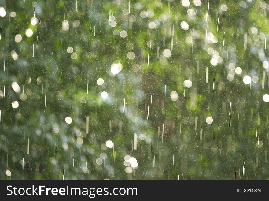 The drops of a rain illuminated by a sunlight on a background of green foliage