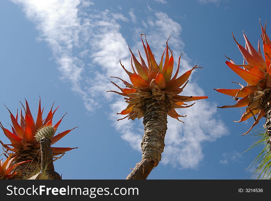 Red Cactus And Blue Sky