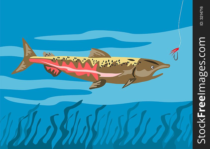 Vector art of a Chinook salmon eyeing the bait