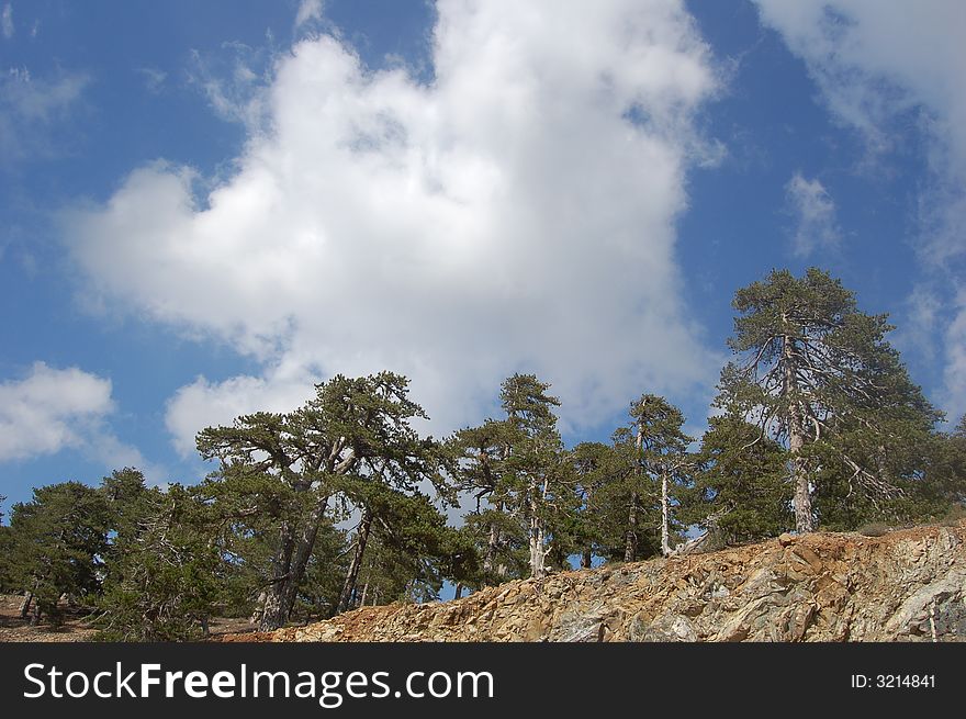 Trees on a hill and a blu sky with clouds. Trees on a hill and a blu sky with clouds