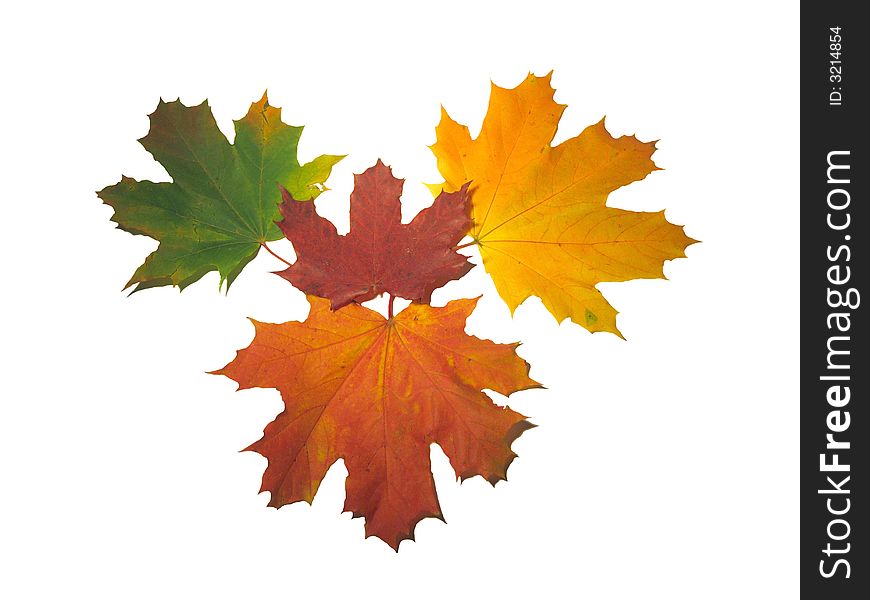 Four maple leaves on a white background