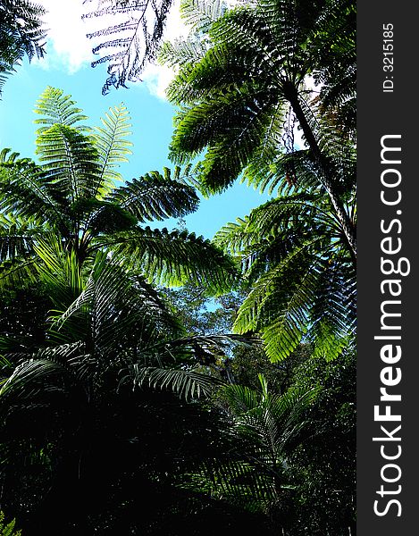 Ferns in the National Park of Big Ferns in New Caledonia. Ferns in the National Park of Big Ferns in New Caledonia