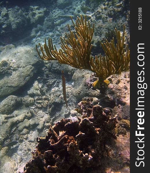 Coral reef formation with fish