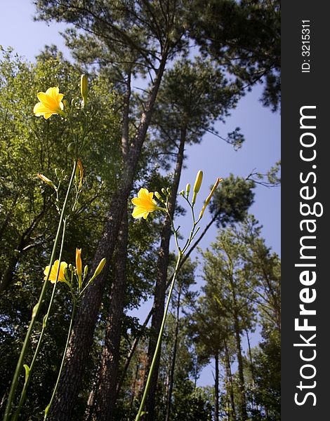View of daffodils and pine trees from the ground up. View of daffodils and pine trees from the ground up