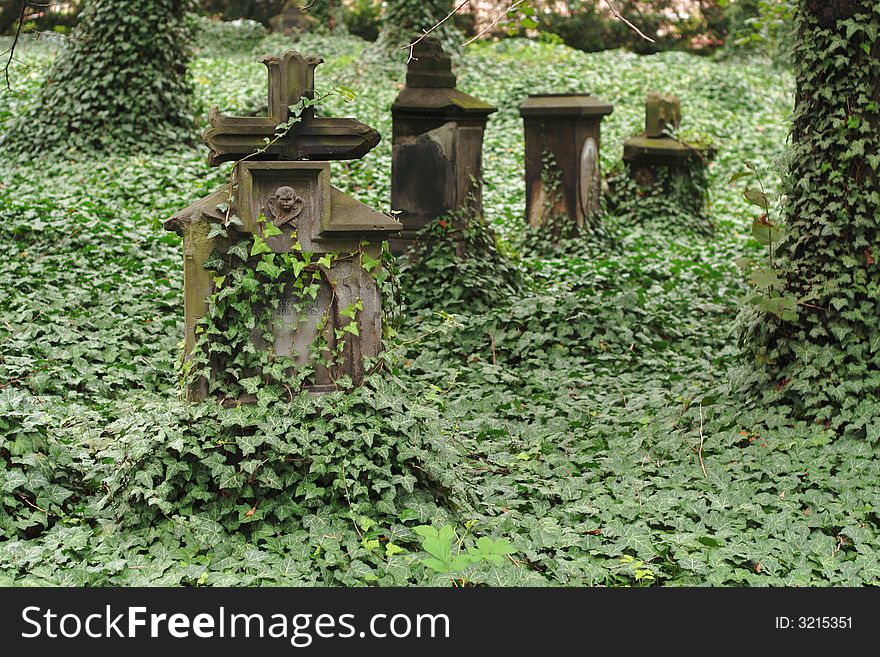 Old graves overgrown with ivy. Old graves overgrown with ivy.