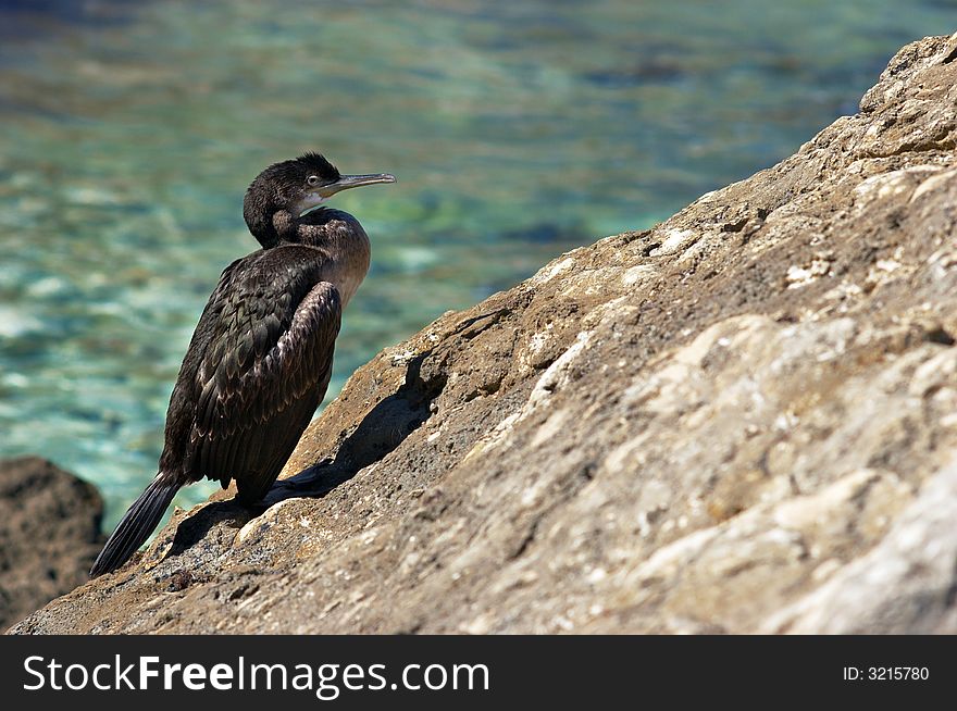 Cormorant sitting on the rock near the sea