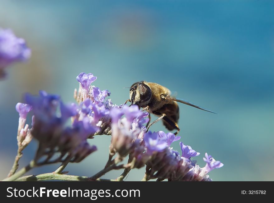 Bee does his work on a violet flower. Bee does his work on a violet flower.