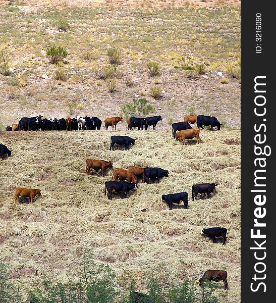 Herd of cows grazing on feed strewn on hillside. Herd of cows grazing on feed strewn on hillside