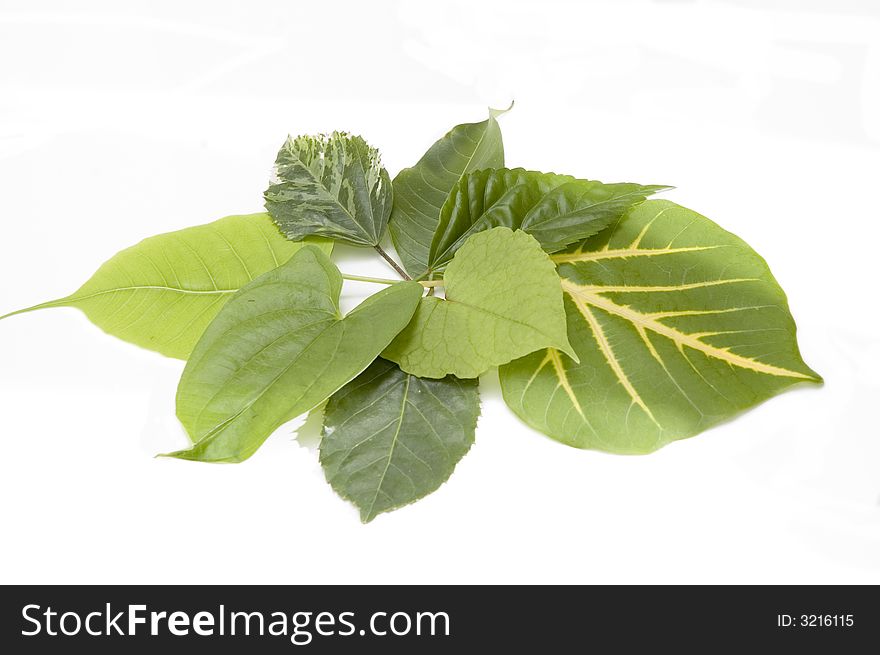 Bunch of green leaves in different shapes isolated over white. Bunch of green leaves in different shapes isolated over white