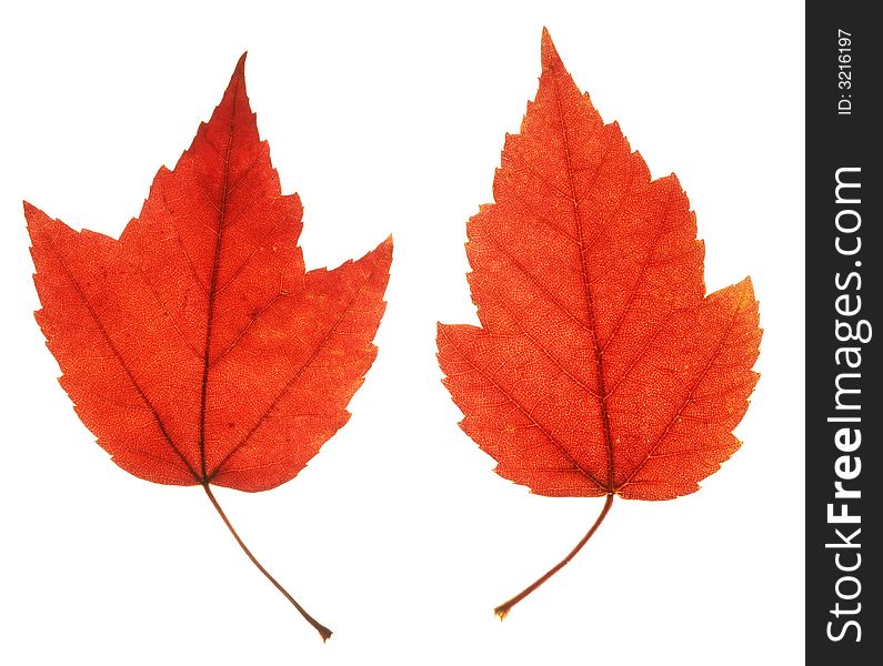 Close up of two red maple leaves in symmetric position on white background