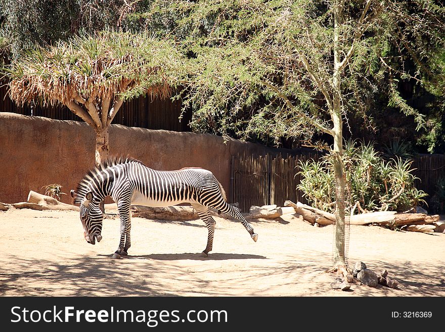 Zebra enjoying a good yawn and stretch