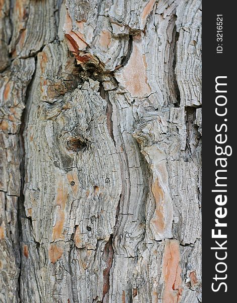 Close-up photo of  textured bark of tree. Close-up photo of  textured bark of tree