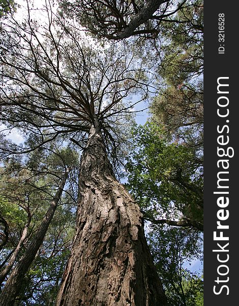 Photo big trees with blue sky on background. Photo big trees with blue sky on background